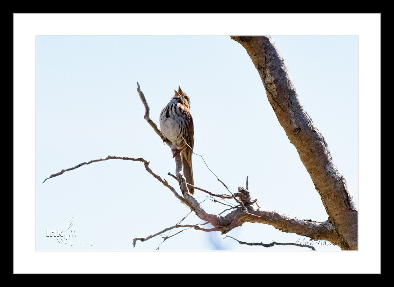Art prints-birds, Song Sparrow