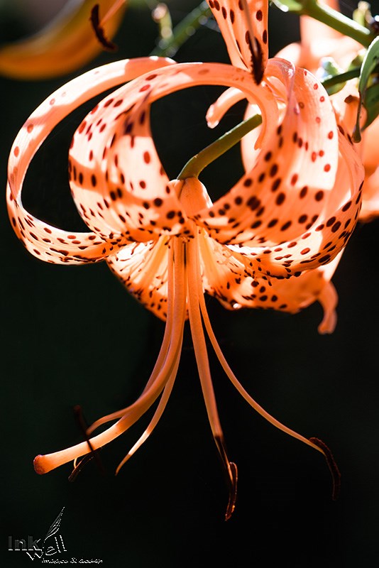 Art prints-flowers, Chinese Lily