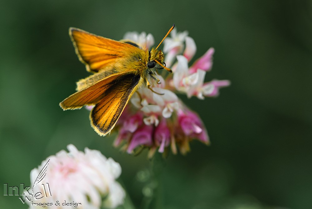 Art prints-wildlife, European Skipper Butterfly (Thymelicus)