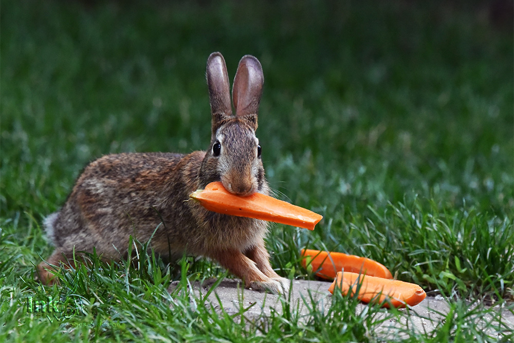 Art prints-wildlife, rabbit with carrot